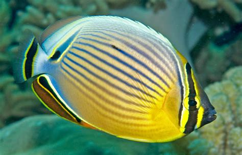 Butterfly fish: Characteristics, types, habitat and more....