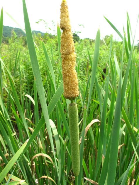 The Joyce Road Neighborhood: Wildflower - Cattail