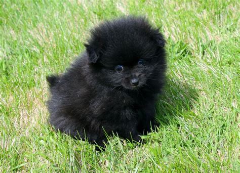 Pin by Pinner on Pomeranians | Pomeranian puppy, Pomeranian puppy for ...