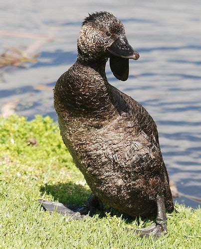 Musk Duck | Duck species, Duck, Pretty birds