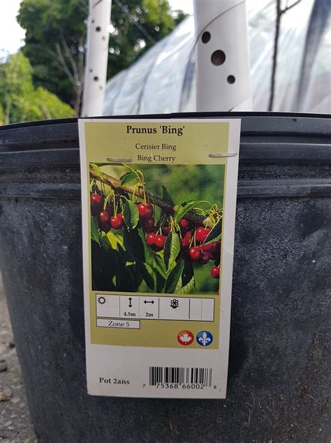 Bing Cherry Tree – Urban Seedling