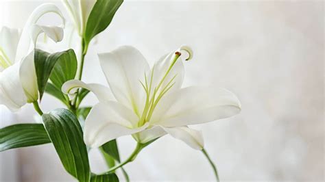 Lilies Grow & Care [Helpful Tips] - HousePlantsInfo.com