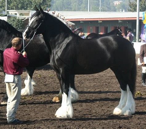 Black Shire Horse mare April