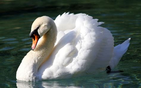 Swan Wallpapers - Wallpaper Cave