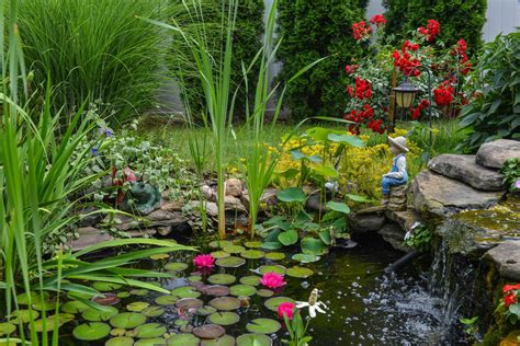 Best Pond Plants - Squires Garden Centres