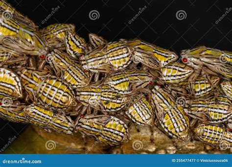 Aetalionid Treehopper Nymphs Stock Image - Image of aetalion ...