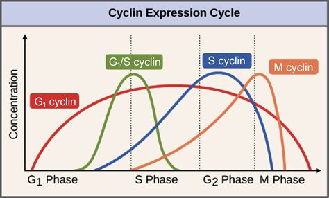 Cell Cycle Regulation