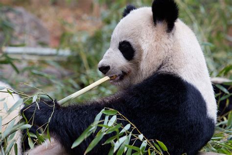 Giant Panda Conservation - Zoo Atlanta - Over $16 Million Invested