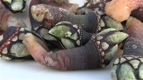 Galician Seafood Percebes Northern Spain - YouTube