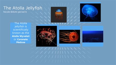 Atolla Jellyfish by Nicole Billotti on Prezi