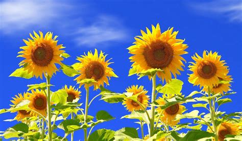 Sunflower Widescreen Wallpaper