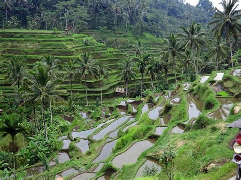 Guide to Ubud Rice Fields [and Around]- the Famous Rice Terraces in Bali, Indonesia - Drifter Planet