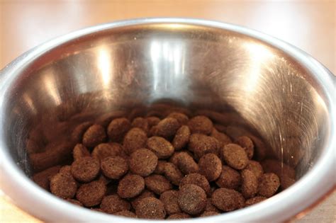 3 Best Dog Food for High Energy Dogs - Best Protection Dogs