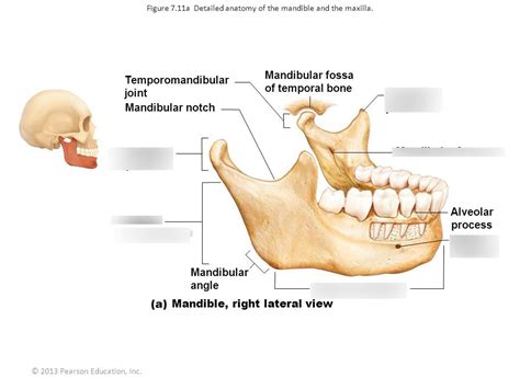 Mandible Bone Markings Diagram | Quizlet