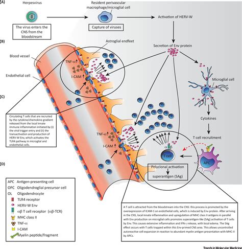 Human Endogenous Retroviruses in Neurological Diseases: Trends in Molecular Medicine