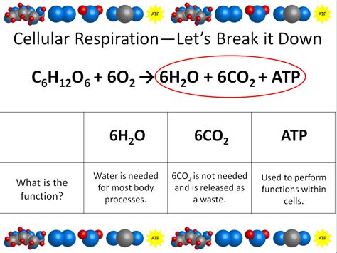 Cellular Respiration Slide Show | Teaching Resources