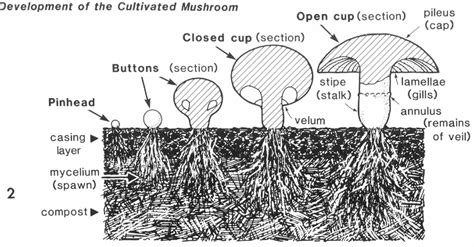 Figure 10 from Ultrastructural Studies on the Cultivation Processes and Growth and Development ...