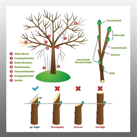 Pruning Tips and Techniques - Al Ardh Alkhadra