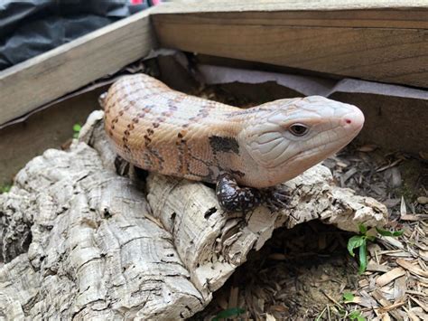 For Sale Adult Northern Blue Tongue skink - FaunaClassifieds