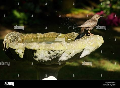 Wickford, Essex, UK. 27th June 2018. UK Weather: A young Starling keeps cool in a bird bath in a ...