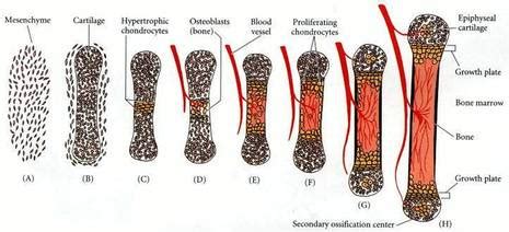 Ossification - DEVELOPMENT OF HUMAN SKELETAL SYSTEM