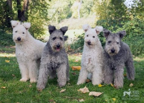 All About Pumi Dog Breed – Origin, Behavior, Trainability, Facts, Puppy ...