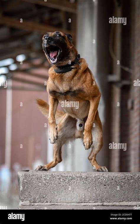 Are Belgian Malinois Aggressive