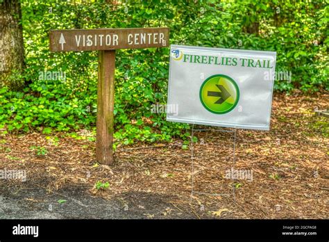 Synchronous Fireflies trail at Congaree National Park in South Carolina ...