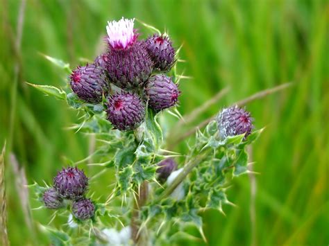 Creeping thistle - A Year in Beadnell