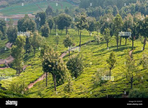 India, Tamil Nadu State, the Nilgiri Hills (Blue Hills), tea estates Stock Photo, Royalty Free ...