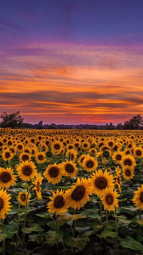 Sunflowers Field At Sunset Wallpapers - Wallpaper Cave