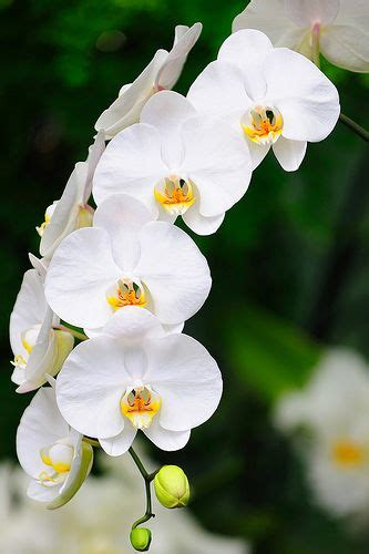 Pin on Flowers - Orchids ܓ