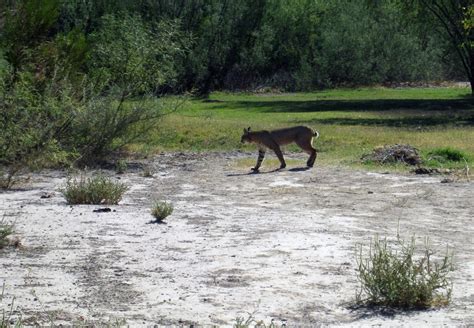 Free Images : nature, forest, countryside, cute, country, wildlife, mammal, fauna, fawn, trees ...