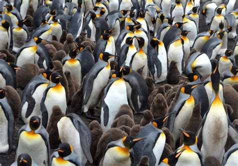 King penguin colony, Falklands – f4 Inspirational Images