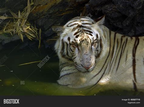 White Tiger Image & Photo (Free Trial) | Bigstock