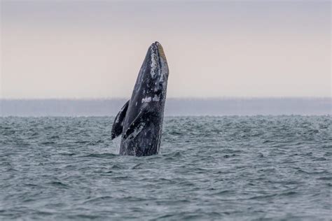 Newport Whale Watching on Oregon Coast - Embarcadero Resort