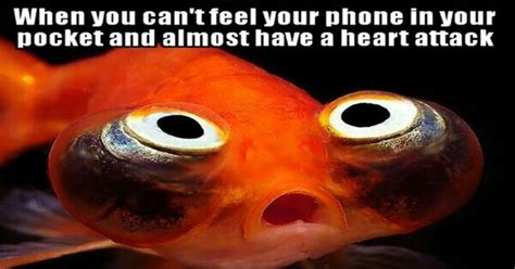 These Goldfish Memes Are Pure Gold - I Can Has Cheezburger?