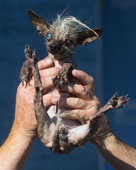 World’s ugliest dog dies weeks after winning title – Orange County Register