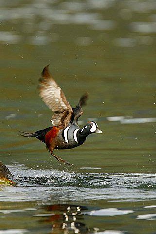 Breeding adult male harlequin duck (Histrionicus histrionicus) taking flight in… Tagore, Arctic ...