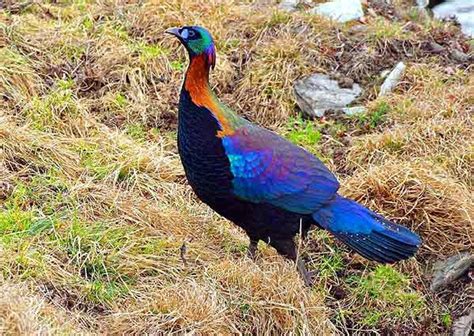 Beautiful Birds, Peafowl, Interesting Animals, Grouse, Nature Birds ...