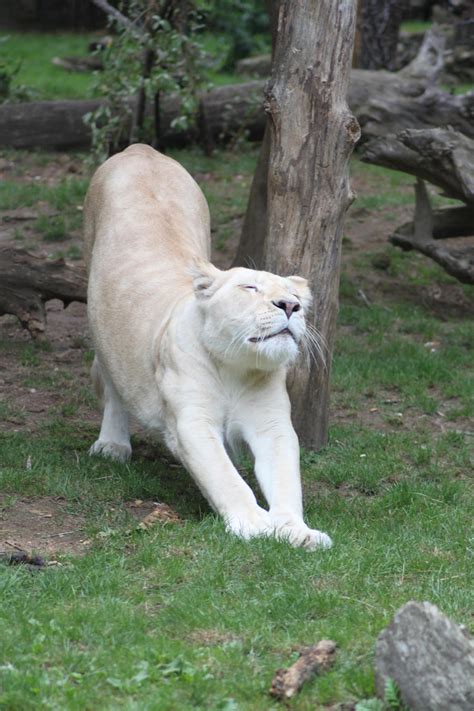 White lioness by CitronVertStock on DeviantArt