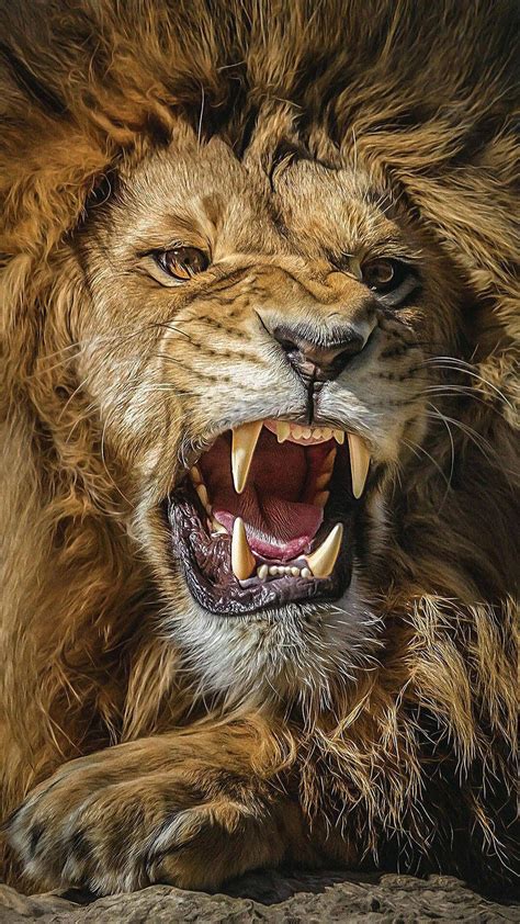 Lion Roaring 4K Ultra HD Wallpapers - Top Free Lion Roaring 4K Ultra HD ...