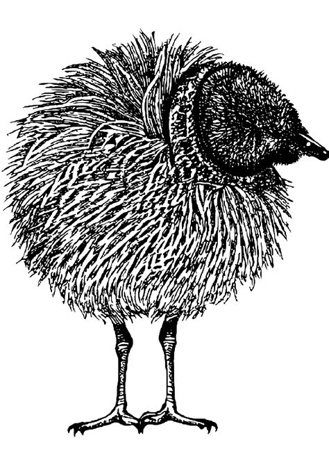 Kiwi Bird Coloring Page · Creative Fabrica