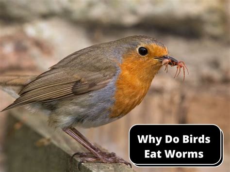 Why Do Birds Eat Worms? A Clear Overview - Birds Master