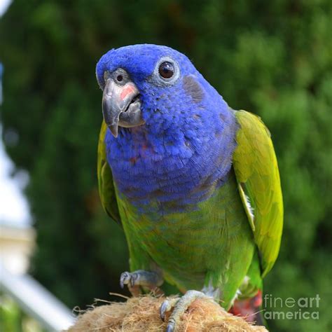 Blue Headed Pionus Parrot Photograph by Mary Deal