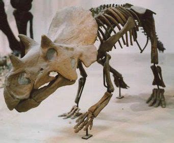 Épinglé sur Dinosauricon C:Ceratopsidae,Ceratopia/subfamily: CENTROSAURINAE