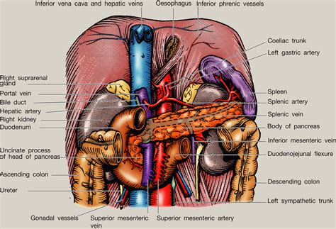 Anatomy of the pancreas and spleen - Surgery - Oxford International Edition