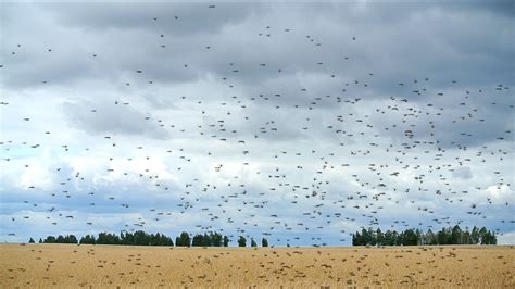 What are locusts and why do they swarm? | Live Science