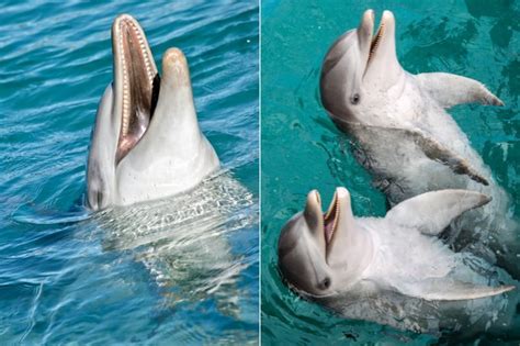 How Many Teeth Does A Dolphin Have? - Online Field Guide