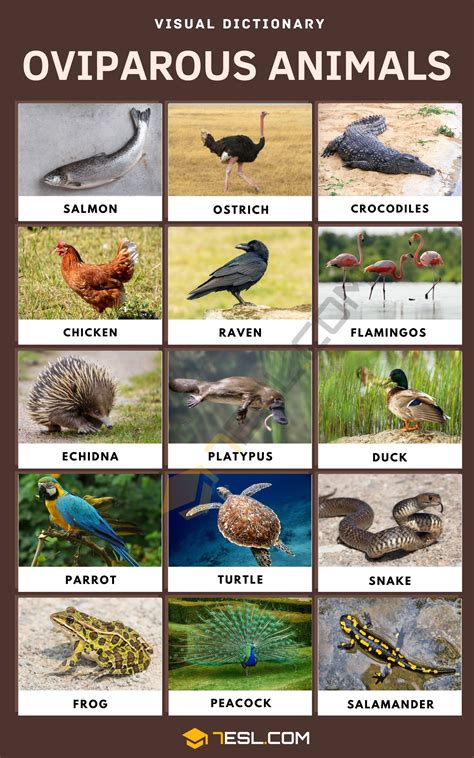 Oviparous Animals Names with Pictures • 7ESL